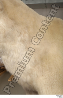 Polar bear neck 0003.jpg